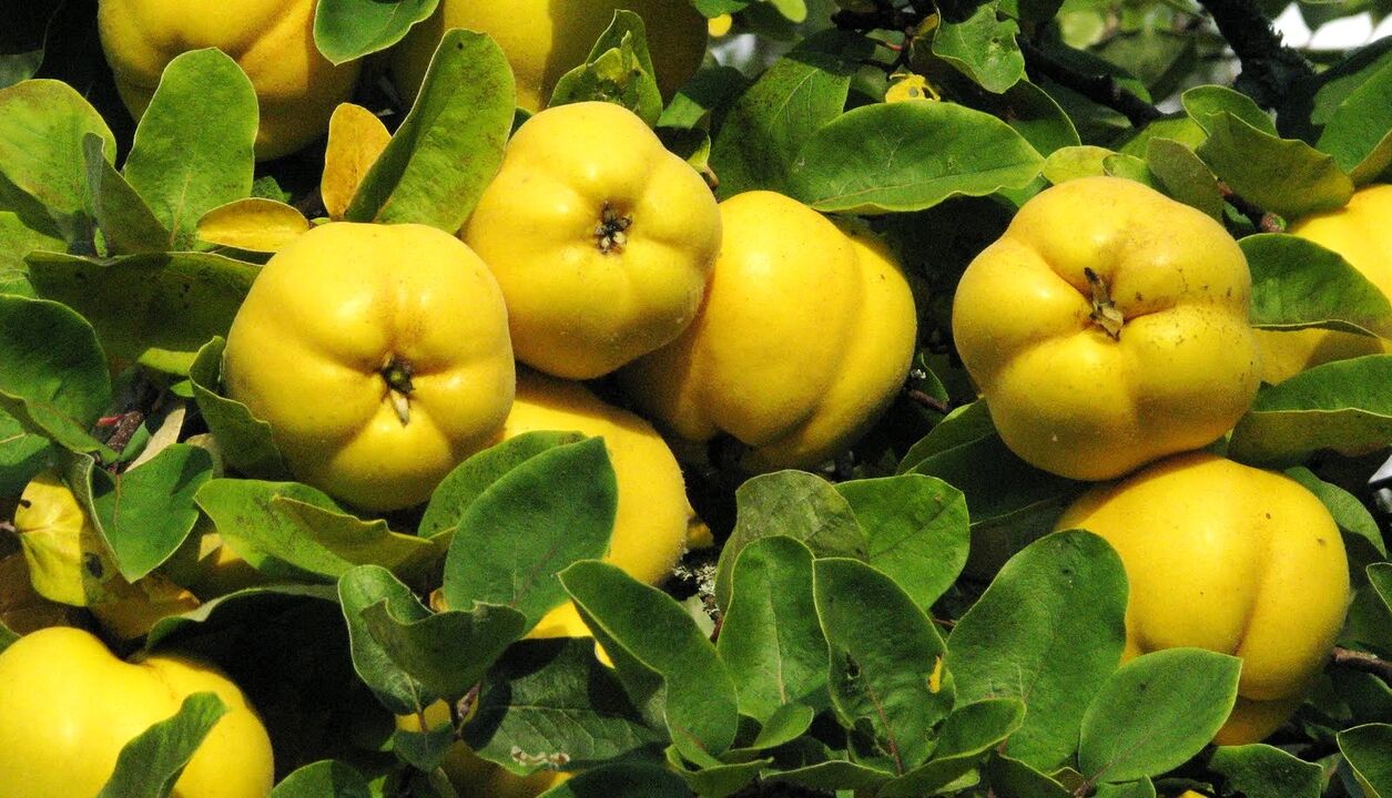 Cotogne apple leaves are used in diabetes folk therapy